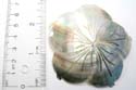 Abalone seashell fashion pendant motif in flower pattern