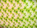 Green selection hibiscus sarong