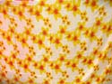Yellow daisy on white sarong wrap